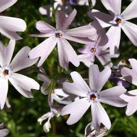 Pink Flowers