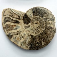 Fossil