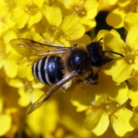 A bee on a flower