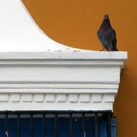 Pigeon