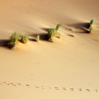 Desert grass