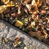 Dry leaves