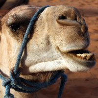 Dromedary camel