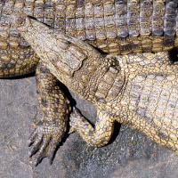 crocodiles