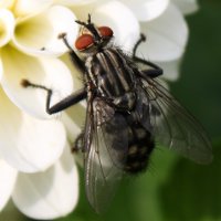 Fly on a flower